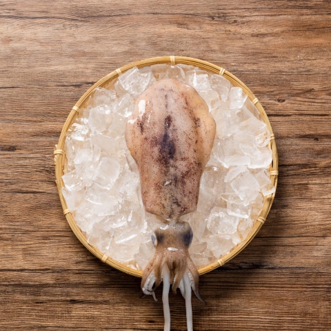 軟絲