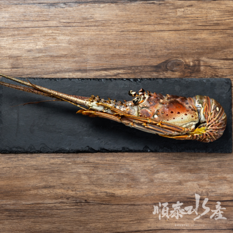 野生青龍