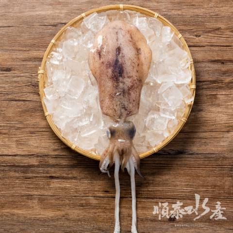 軟絲