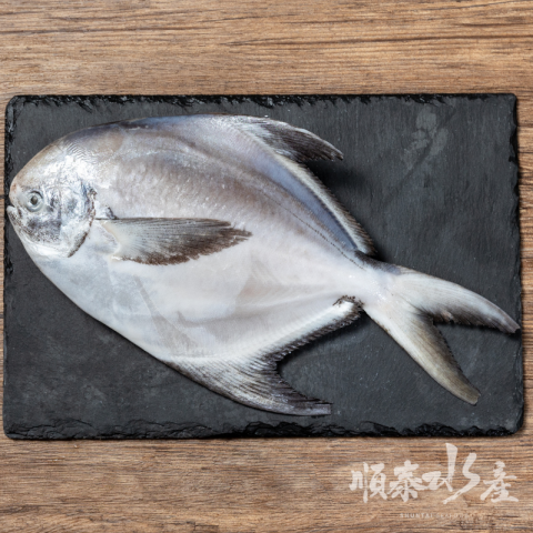 白鯧